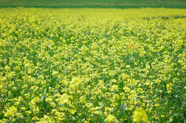 Un champ de fleurs jaunes avec une rouge au milieu