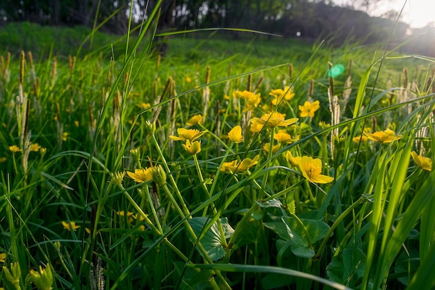 Un champ de fleurs jaunes avec le soleil qui brille sur l'herbe.