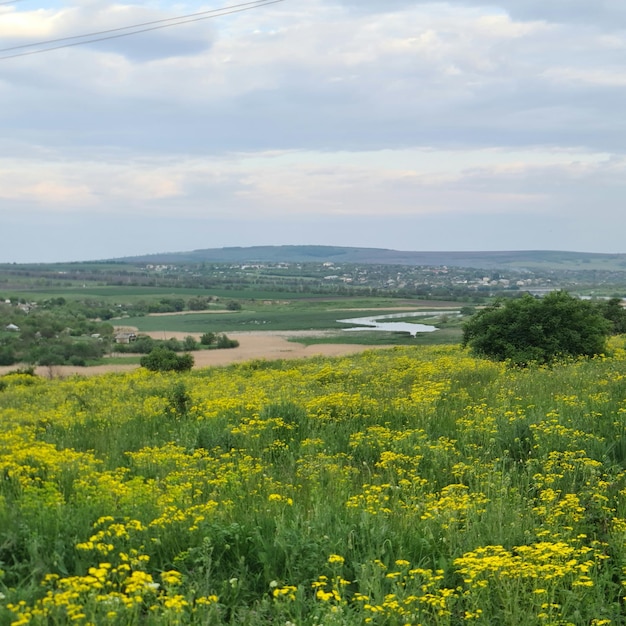 Un champ de fleurs jaunes avec un village en arrière-plan.