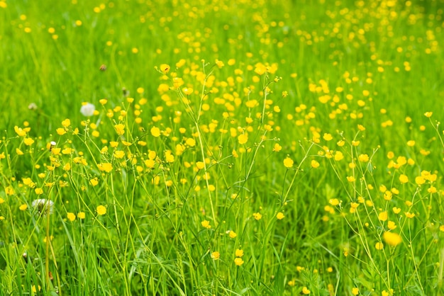 champ de fleurs jaunes