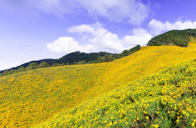 Un champ de fleurs jaunes