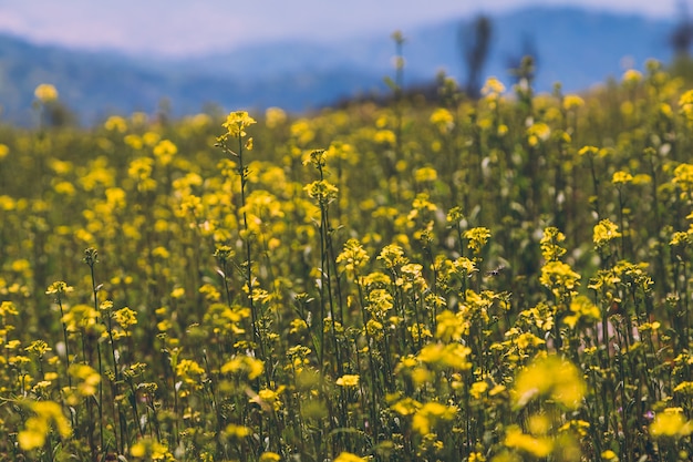 Champ de fleurs jaunes