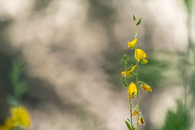 champ de fleurs jaunes