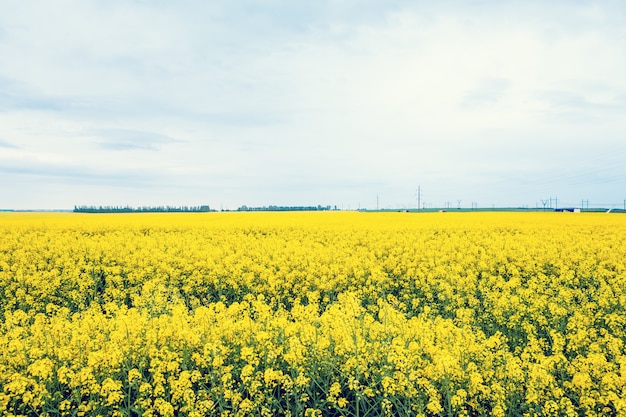 Champ de fleurs jaunes