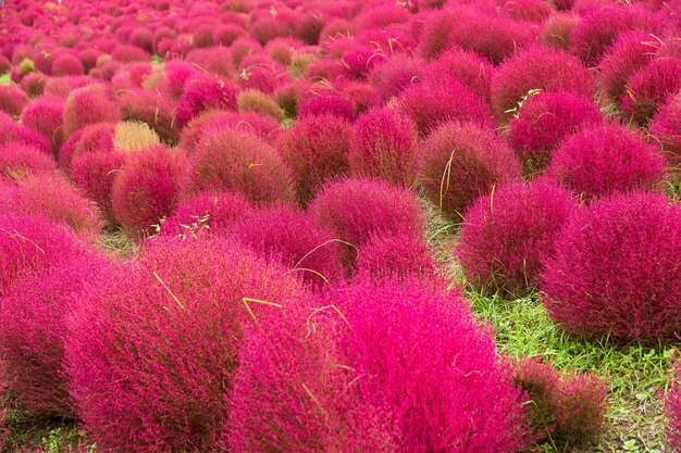 Champ de fleurs Kochia