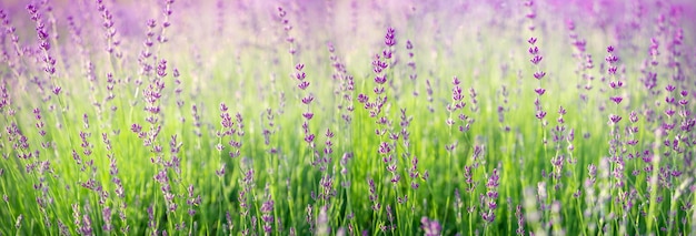 Champ de fleurs de lavande mauve en fleurs