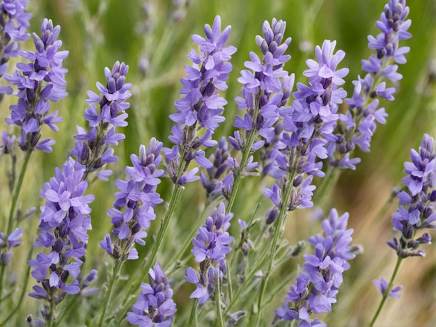 un champ de fleurs de lavande avec quelques autres plantes Lavandula