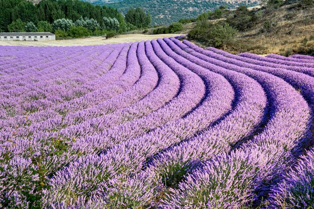 Champ de fleurs de lavande, récolte