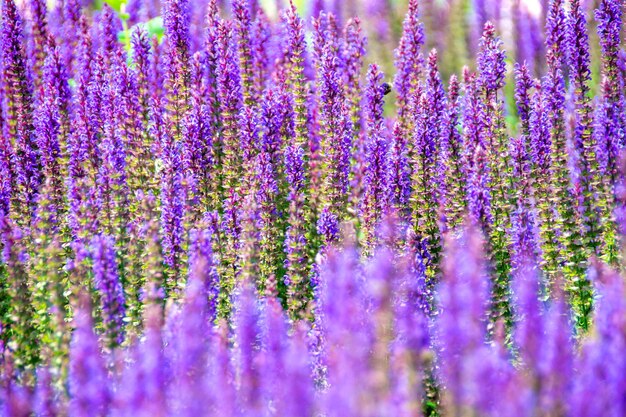 Photo champ de fleurs de lavande violette sous le soleil à l'intérieur du jardin photo de haute qualité fleur de lavande macro en fleur fleur de printemps et d'été violette photo de grande qualité