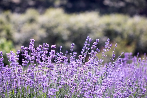 Champ de fleurs de lavande