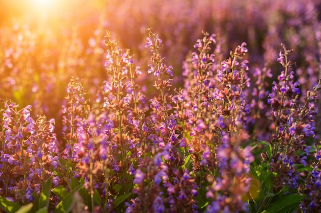 Champ de fleurs lilas dans les rayons au coucher du soleil