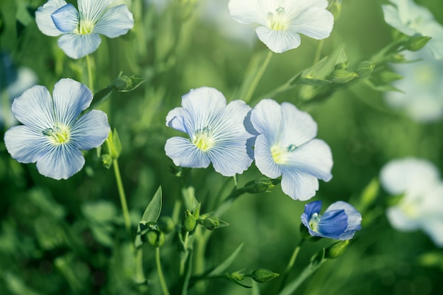 Un champ de fleurs de lin en fleurs (Linum perenne). Belle nature été