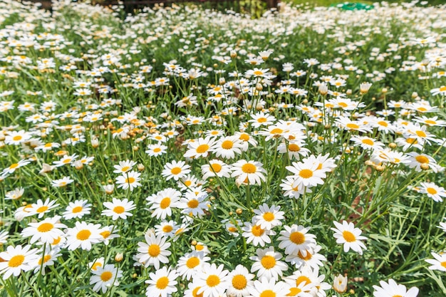 champ de fleurs de marguerite de camomille