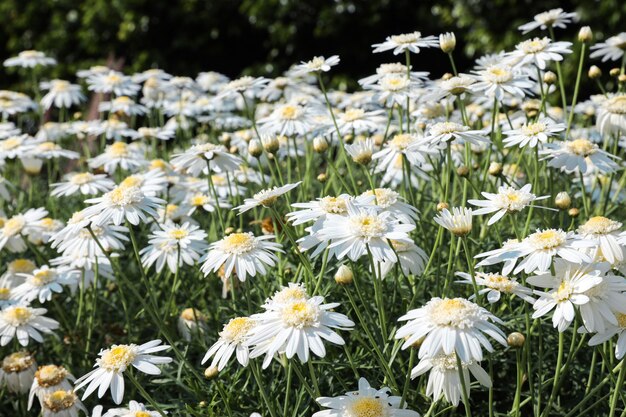 Un champ de fleurs de marguerite fleurit en été