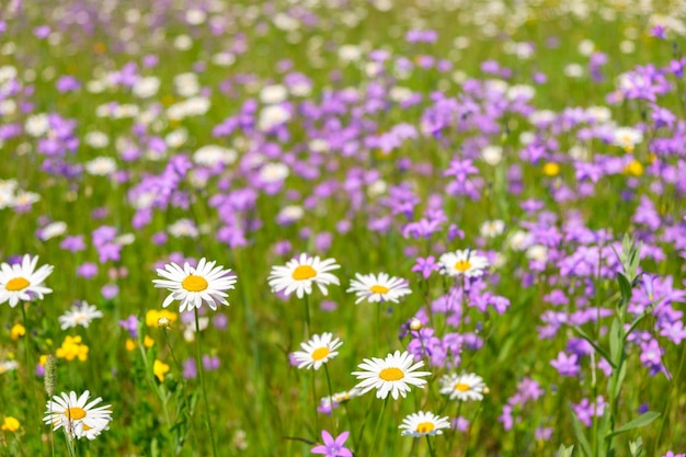 Champ de fleurs de marguerite fond d'été