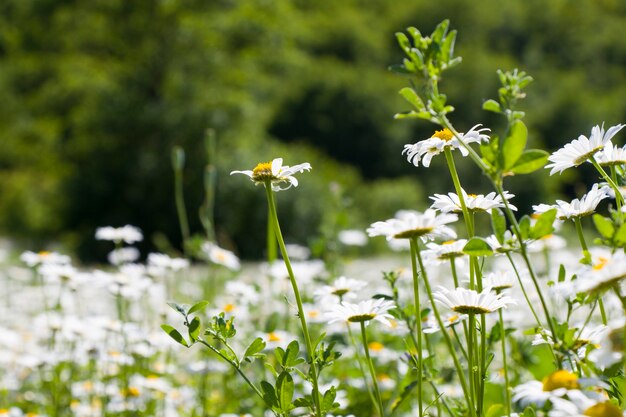 Champ de fleurs de marguerite, grand groupe de camomille, lumière du jour et extérieur