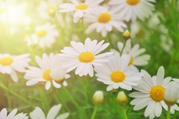 Champ de fleurs de marguerite