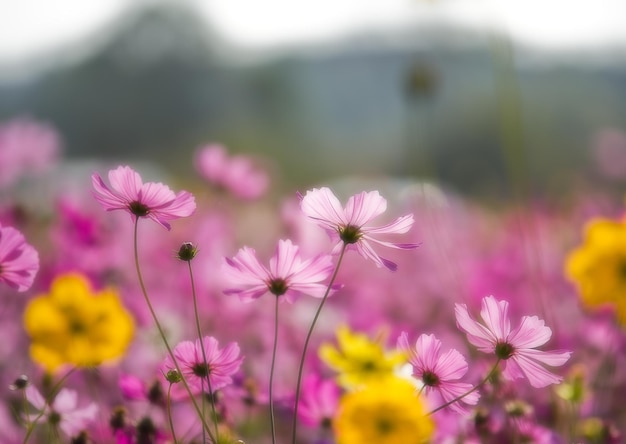 Un champ de fleurs avec une montagne en arrière-plan