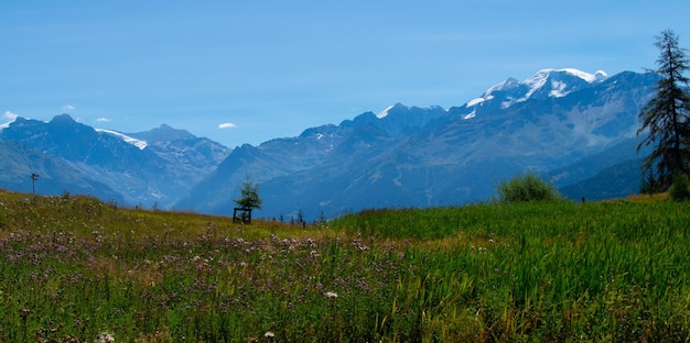 Un champ de fleurs avec des montagnes en arrière-plan