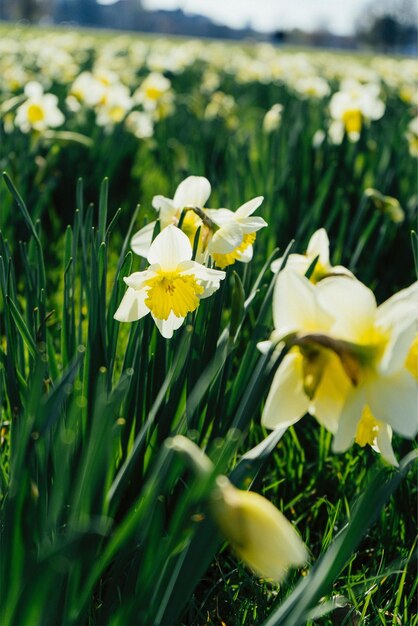 Photo un champ de fleurs avec le mot jonquilles dessus