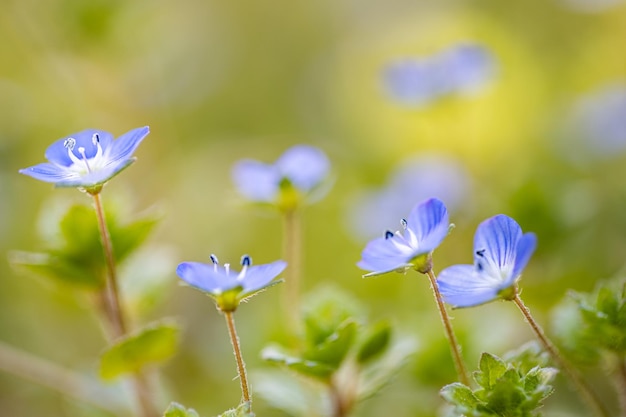 Champ de fleurs de nemophila, petites fleurs bleues. Gros plan, de, fleurs bleues, fleurir, parc, nature