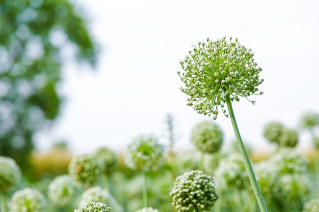 Champ de fleurs d&#39;oignon, champ d&#39;oignon vert