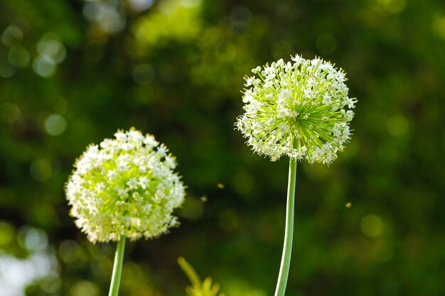 Champ de fleurs d&#39;oignon, champ d&#39;oignon vert