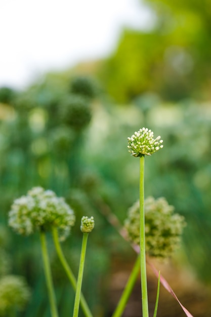 Champ de fleurs d&#39;oignon, champ d&#39;oignon vert