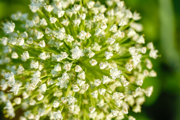 Champ de fleurs d&#39;oignon, champ d&#39;oignon vert