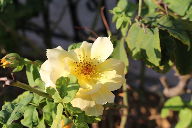 champ de fleurs en or jaune sous la lumière du jour de la saison estivale