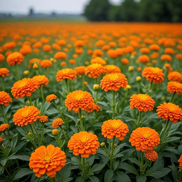 Photo un champ de fleurs d'orange avec les mots printemps sur le dessus