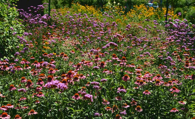 Un champ de fleurs avec un panneau qui dit "jardin de fleurs"