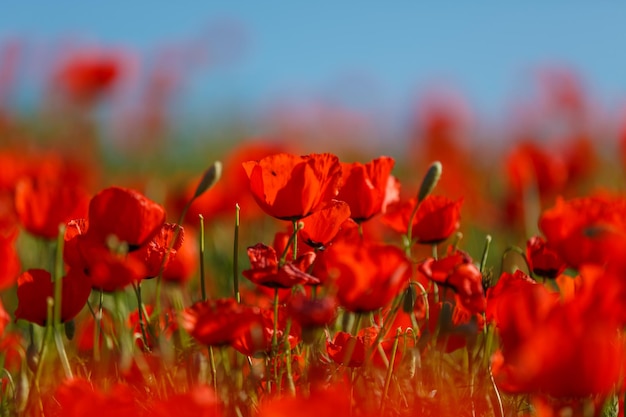 Champ de fleurs de pavot de maïs Papaver rhoeas au printemps