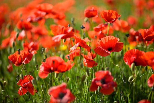 Champ de fleurs de pavot rouge et détail en Italie