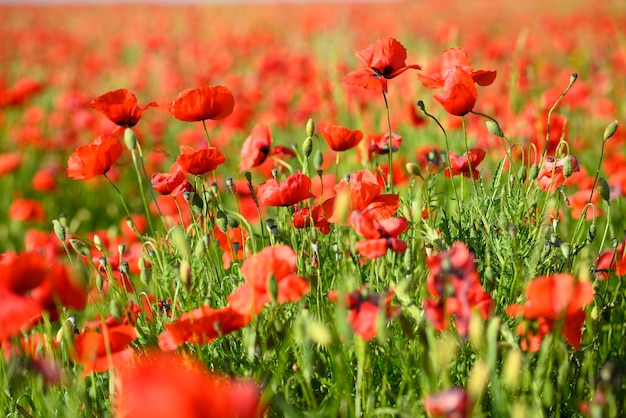 Champ de fleurs de pavot rouge et détail en Italie