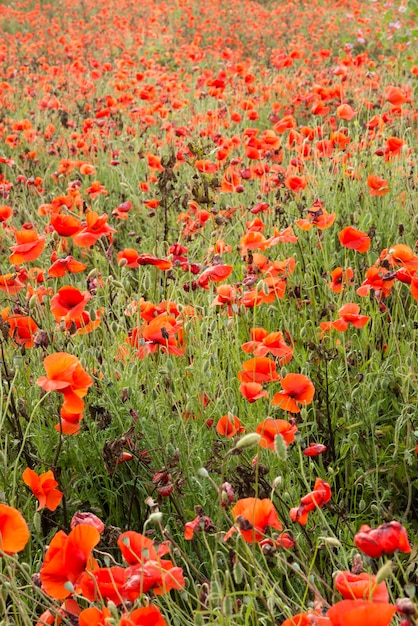 Champ de fleurs de pavot rouge sous le soleil