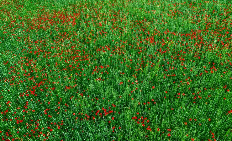 Champ de fleurs de pavot rouge et vue de dessus des cultures vertes Texture nature abstraite