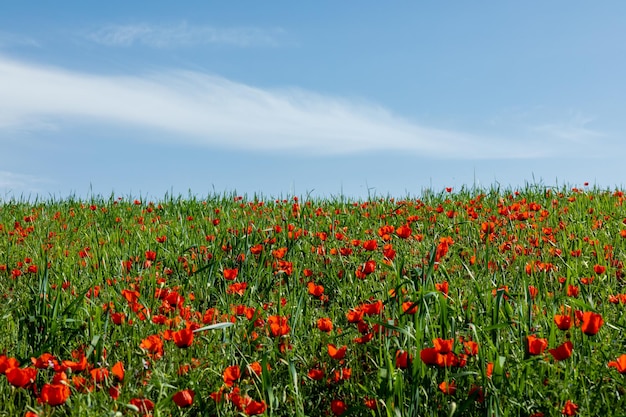 Champ de fleurs de pavot rouge