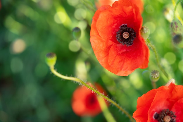 Champ de fleurs de pavot sauvage sur fond vert naturel Espace de copie