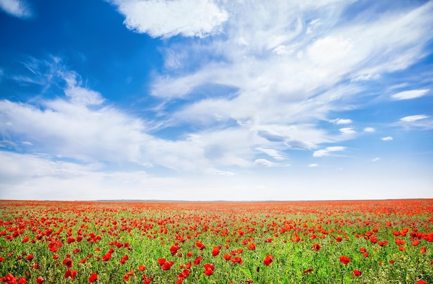 Champ de fleurs de pavot