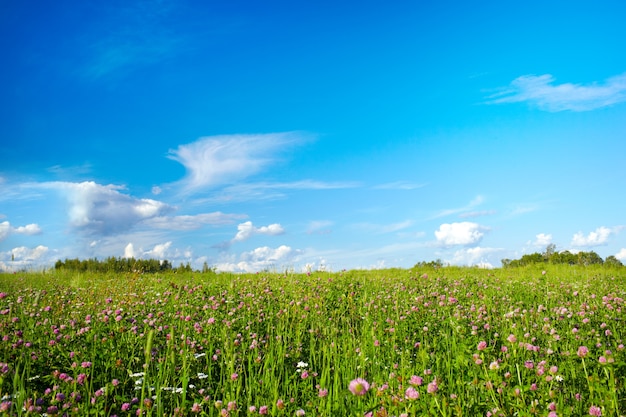 Champ avec des fleurs de prairie