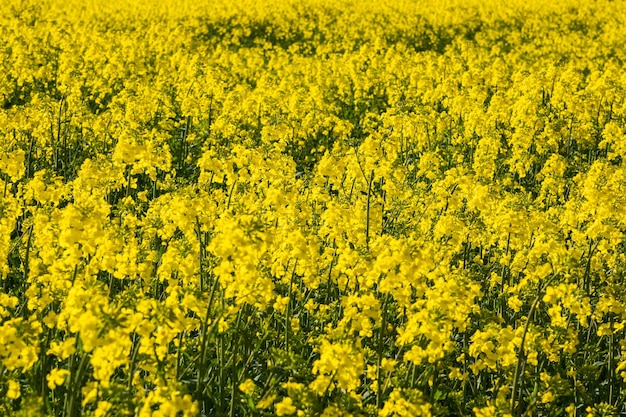 Le champ de fleurs printanières jaunes de colza est une plante pour l'industrie verte