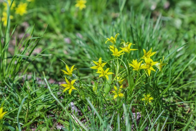 Champ avec des fleurs de printemps jaune vif en arrière-plan