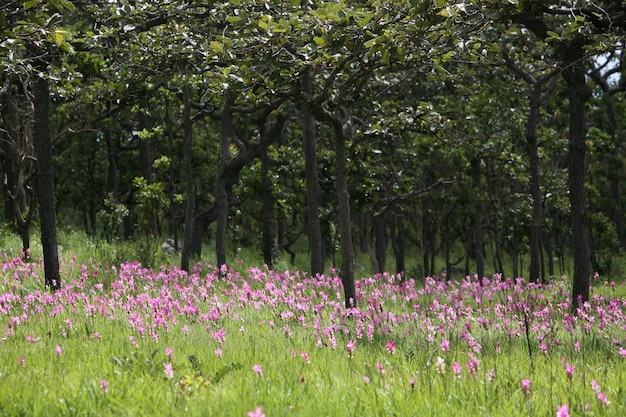 Un champ de fleurs roses avec des arbres en arrière-plan