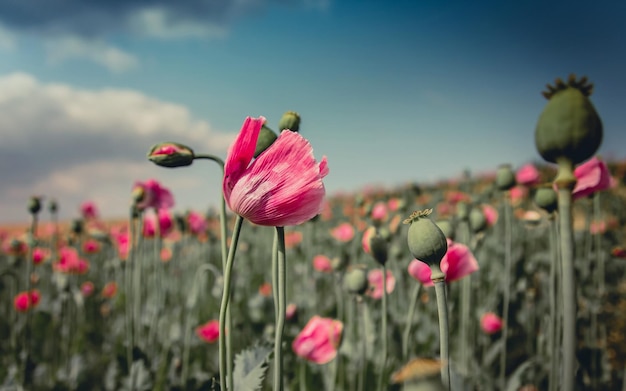 un champ de fleurs roses avec le mot sur le fond