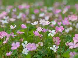 Photo un champ de fleurs roses avec le mot sauvage sur le fond