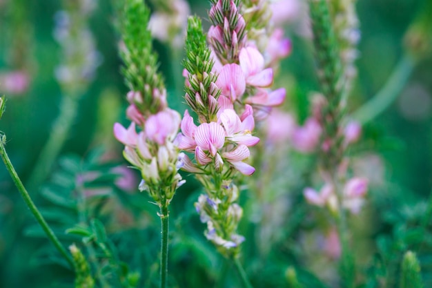 Champ de fleurs roses Sainfoin Onobrychis viciifolia Plante de miel Arrière-plan de fleurs sauvages Fleurs sauvages de sainfoin ou de trèfle sacré en fleurs