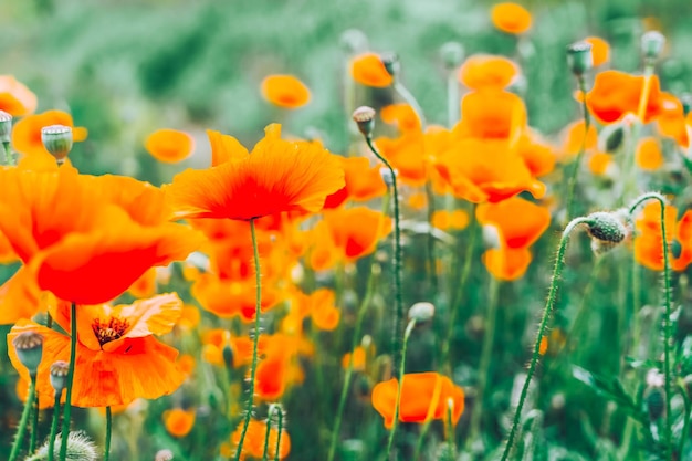 Champ de fleurs rouge coquelicot