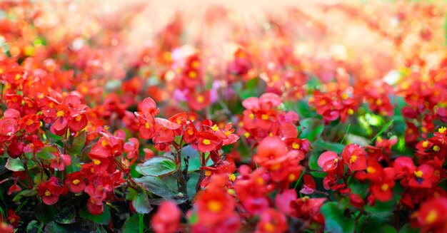 Photo un champ de fleurs rouges avec des fleurs jaunes et rouges