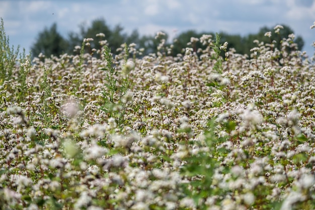 Champ de fleurs de sarrasin blanc